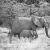 Elephants - Damaraland, Namibia